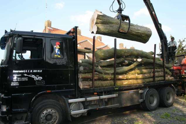 opladen van stamhout in boxtel rooien en kappen van een esdoorn